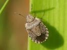  Sciocoris sideritidis Wollaston, 1858