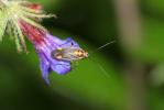  Capsodes flavomarginatus (Donovan, 1798)