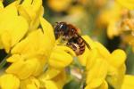  Osmia aurulenta (Panzer, 1799)