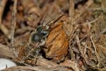  Osmia aurulenta (Panzer, 1799)