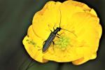  Oedemera lurida (Marsham, 1802)