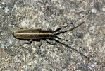 Agapanthie du chardon Agapanthia cardui (Linnaeus, 1767)