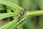 Clyte bélier (Le), Clyte guêpe (Le) Clytus arietis (Linnaeus, 1758)