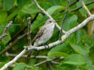 Gobemouche gris Muscicapa striata (Pallas, 1764)