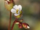 Saxifrage à trois doigts, Petite saxifrage Saxifraga tridactylites L., 1753