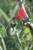 Gessette, Jarosse Lathyrus cicera L., 1753
