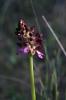 Orchis pourpre, Grivollée Orchis purpurea Huds., 1762