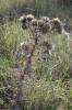 Cirse féroce Cirsium ferox (L.) DC., 1805