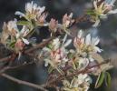 Amélanchier Amelanchier ovalis Medik., 1793