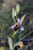Ophrys bécasse Ophrys scolopax Cav., 1793