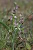 Ophrys bécasse Ophrys scolopax Cav., 1793