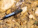 Orthétrum réticulé (L') Orthetrum cancellatum (Linnaeus, 1758)