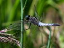Orthétrum réticulé (L') Orthetrum cancellatum (Linnaeus, 1758)