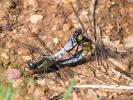 Orthétrum réticulé (L') Orthetrum cancellatum (Linnaeus, 1758)