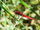 Crocothémis écarlate (Le) Crocothemis erythraea (Brullé, 1832)
