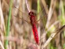 Crocothémis écarlate (Le) Crocothemis erythraea (Brullé, 1832)