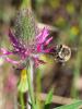 Trèfle pourpre Trifolium purpureum Loisel., 1807