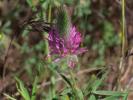Trèfle pourpre Trifolium purpureum Loisel., 1807