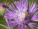 Chardon laiteux Galactites tomentosus Moench, 1794