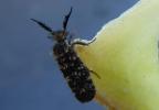 Papillons Lepidoptera Linnaeus, 1758