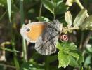 Fadet commun (Le), Procris (Le), Petit Papillon de Coenonympha pamphilus (Linnaeus, 1758)