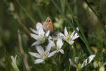 Fadet commun (Le), Procris (Le), Petit Papillon de Coenonympha pamphilus (Linnaeus, 1758)
