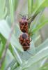 Eurydema ornata (Linnaeus, 1758)