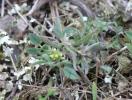Luzerne de Montpellier Medicago monspeliaca (L.) Trautv., 1841