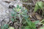 Luzerne de Montpellier Medicago monspeliaca (L.) Trautv., 1841