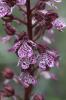 Orchis pourpre, Grivollée Orchis purpurea Huds., 1762