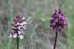 Orchis pourpre, Grivollée Orchis purpurea Huds., 1762