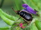  Loboptera decipiens (Germar, 1817)