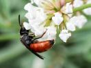  Sphecodes Latreille, 1804