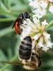  Sphecodes Latreille, 1804