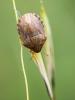 Eurygaster maura (Linnaeus, 1758)