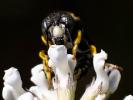 Anthidiellum strigatum (Panzer, 1805)