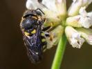  Anthidiellum strigatum (Panzer, 1805)