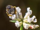  Anthidiellum strigatum (Panzer, 1805)