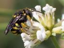  Anthidiellum strigatum (Panzer, 1805)