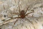  Loxosceles rufescens (Dufour, 1820)