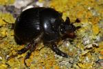  Bolbelasmus gallicus (Mulsant, 1842)