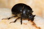  Bolbelasmus gallicus (Mulsant, 1842)
