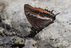 Nymphale de l'Arbousier (La), Jason (Le), Pacha à  Charaxes jasius (Linnaeus, 1767)