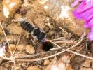  Hoplitis cristatula (van der Zanden, 1990)