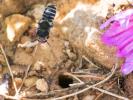  Hoplitis cristatula (van der Zanden, 1990)
