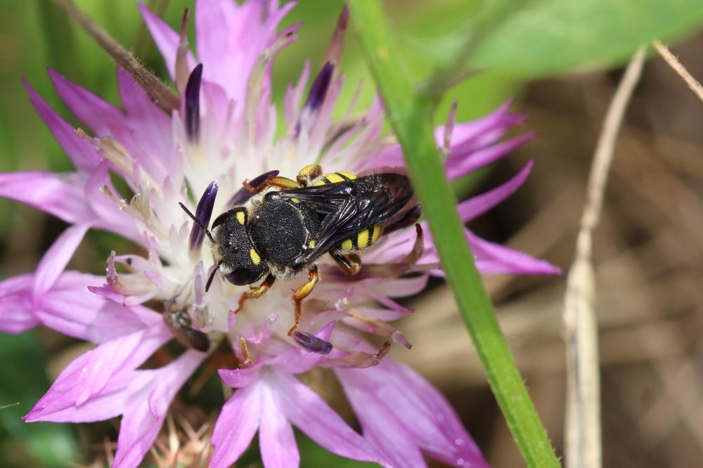  Pseudoanthidium Friese, 1898