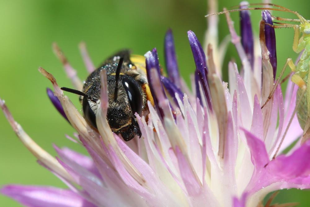  Pseudoanthidium Friese, 1898