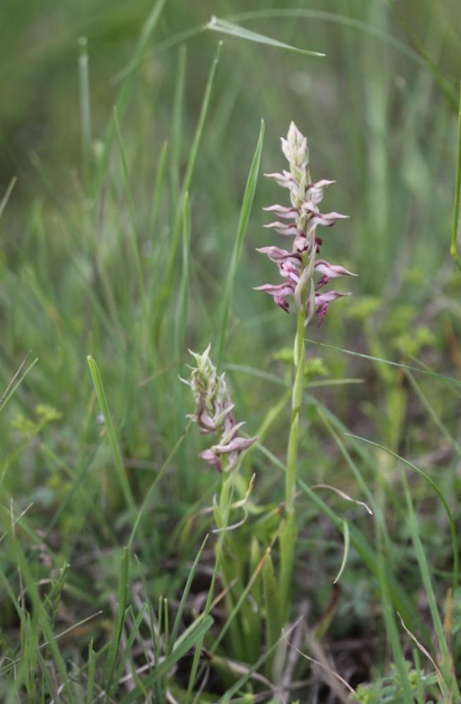 Orchis à odeur de vanille Anacamptis fragrans (Pollini) R.M.Bateman, 2003