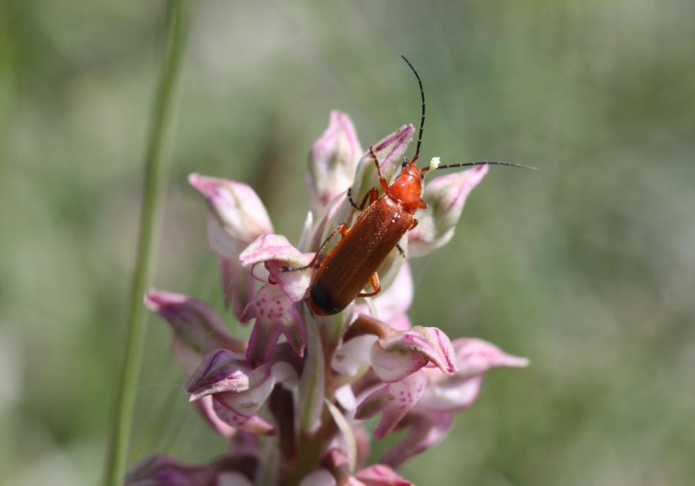 Téléphore fauve Rhagonycha fulva (Scopoli, 1763)