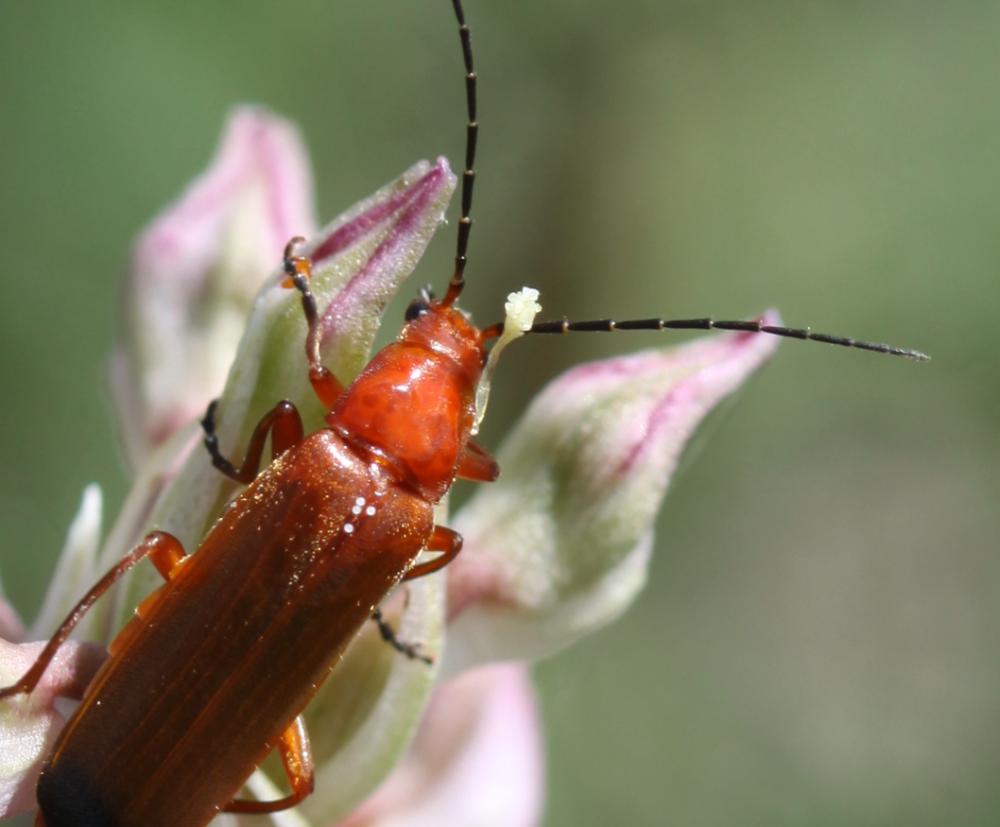 Téléphore fauve Rhagonycha fulva (Scopoli, 1763)